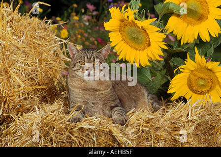 GIRASOLES DE GATO Fotografía de stock - Alamy