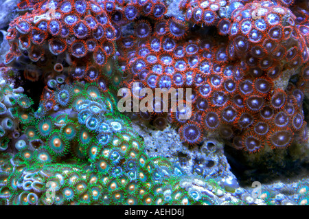 Acan corales convierte Tualitin tienda Oregon Foto de stock