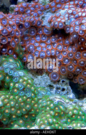 Acan corales convierte Tualitin tienda Oregon Foto de stock