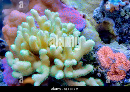 Los corales del acuario convierte Tualitin tienda Oregon Foto de stock