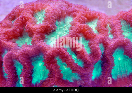 Blastomussa coral convierte Tualitin tienda Oregon Foto de stock