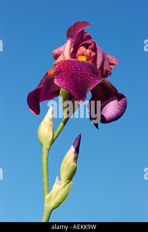 Flor de Iris barbado cubierto con las gotas de lluvia. Foto de stock