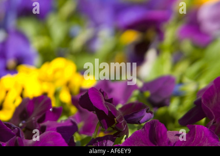 Cierre horizontal de color violeta brillante, amarillo y magenta - flores en una colorida flor cama. Foto de stock