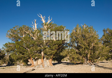 California Owens Valley White Mountains antiguo bosque de pinos bristlecone Patriarca Patriarca Grove el árbol más grande del mundo Foto de stock