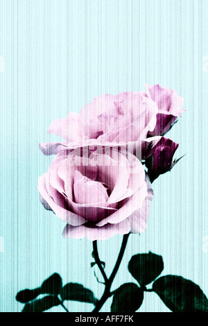 Foto Ilustrativa de rosas rosas Foto de stock