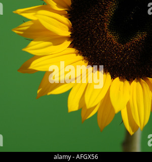 Nombre común: girasol Nombre en latín: Helianthus annus Fotografía de stock  - Alamy