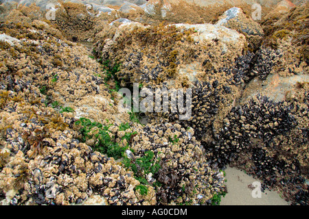 Percebes, ostras y algas en las rocas con marea baja.