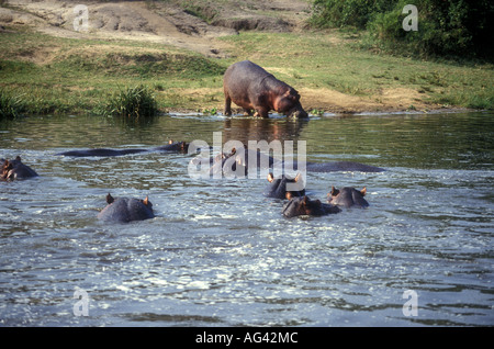 La escuela o vaina de canal Kazinga Hipopótamos en el Parque Nacional Queen Elizabeth en Uganda visto desde el lanzamiento Foto de stock