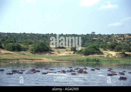 Canal Kazinga Hipopótamos en el Parque Nacional Queen Elizabeth en Uganda visto desde el lanzamiento Foto de stock
