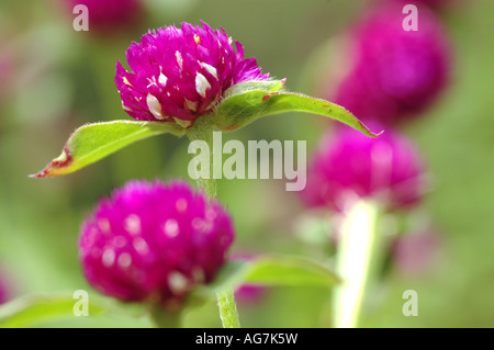 Globe amaranto Gomphrena globosa Globe amaranto Gomphrena globosa