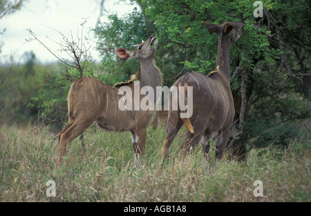 Hembra navegación Kudu Kruger Sudáfrica Game Reserve