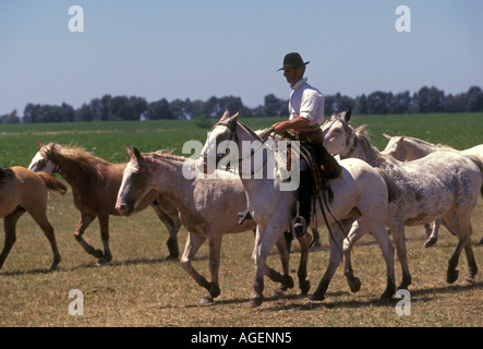 Gaucho Argentino, hombre adulto, macho, gaucho, cowboy, redondeando los caballos, Estancia Santa Susana, la ciudad de Los Cardales, Argentina Foto de stock