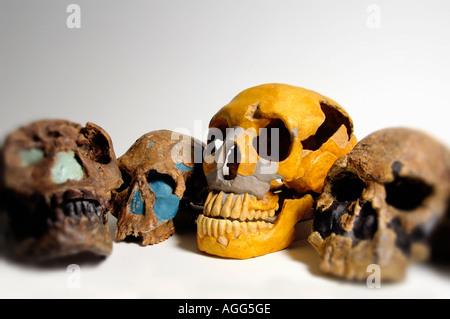 Sculls de primates prehistóricos (Homo Erectus, Homo ergaster, Homo rudolfensis, Homo Habilis, Homo Neanderthaleusis) Foto de stock