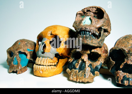 Sculls de primates prehistóricos (Homo Erectus, Homo ergaster, Homo rudolfensis, Homo Habilis, Homo Neanderthaleusis) Foto de stock