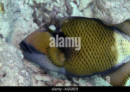 Maldivas Atolón Rasdhoo Veligandu un Titán Ballesta Balistoides Viridescens Foto de stock