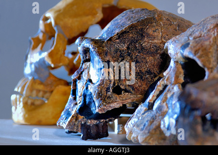 Sculls de primates prehistóricos (desde la izquierda: Homo Neanderthaleusis, Homo Erectus, Homo rudolfensis) Foto de stock