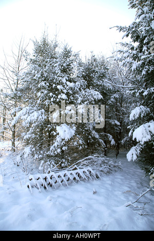 Grada de dientes de resorte cubierto de nieve se asienta en la base del nevado Balsam Fir [Abies balsamea] con otros árboles de navidad y detrás. Foto de stock