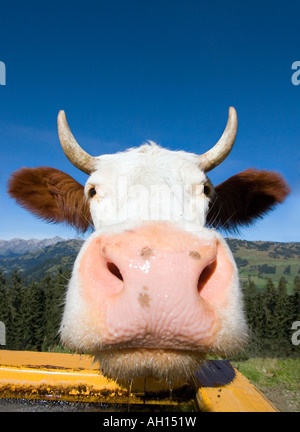 Cerca de una vaca Holstein Rojo ( ) en los Alpes suizos Foto de stock