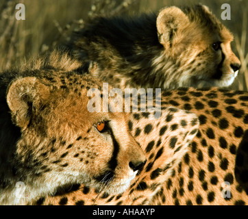 Un guepardo Acinonyx jubatus y su cachorro ver en una reserva de caza silvestre privada en Namibia