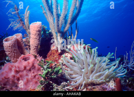 Una escena de arrecifes de coral del Caribe en colores vibrantes. Foto de stock