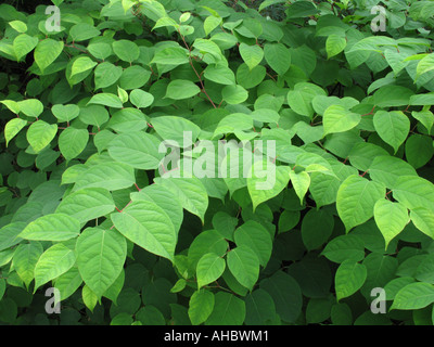 Las hojas de la invasiva Knotweed Japonés (Fallopia japonica), Escocia, Reino Unido. Foto de stock