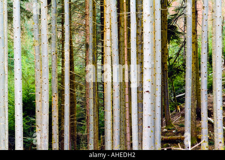 Un semi imagen abstracta de una plantación de pino que tiene delgados troncos plateado suave con follaje verde brillante en el detrás
