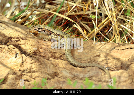 Ovíparos, lagarto lagarto común europeo (Lacerta vivipara, Zootoca vivipara), macho presas, Baviera, Alemania Foto de stock