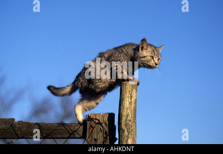 Draußen getigerte Hauskatze Jungtier atigrado gato doméstico gatito outdoor Foto de stock