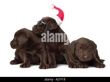 Laboratorio de chocolate cachorros de Navidad Foto de stock