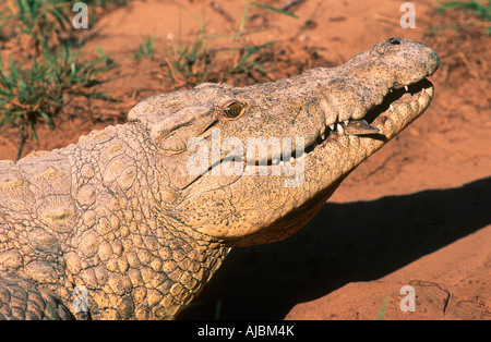 Cerca de un cocodrilo del Nilo (Crocodylus niloicus) con jóvenes en boca