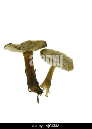 Mantequilla grasosa o tapa dura shank Mushroom Colloybia butyracea Foto de stock