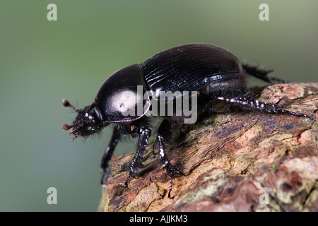 Escarabajo Dor Geotrupes stercorarius en registro con agradable fondo desenfocadas Potton Bedfordshire Foto de stock