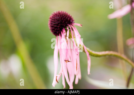 Echinacea purpurea Coneflower marchita Elm Bank Wellesley Massachusetts Foto de stock