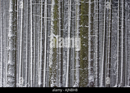 Tallos de abeto cubierto de nieve en invierno, abstracto, Picea abies Foto de stock