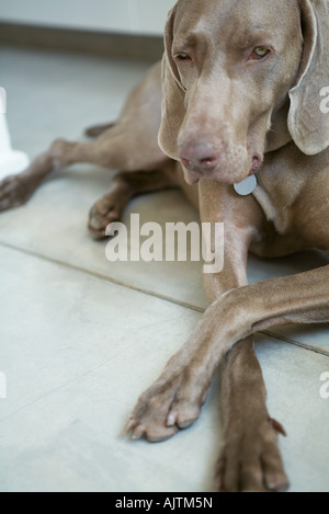 Perro Weimaraner tumbado en el suelo con las piernas cruzadas Foto de stock