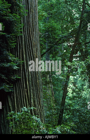 El crecimiento masivo de 'viejos' costa redwood tronco, Sequoia sempirvirens, Tall Tree Grove, en el parque nacional de Redwood, California