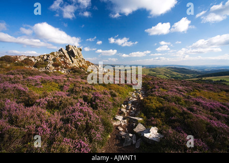 Con púrpura Stiperstones heather en día de verano con el cielo azul y el sol mirando hacia la colina Corndon Shropshire Foto de stock