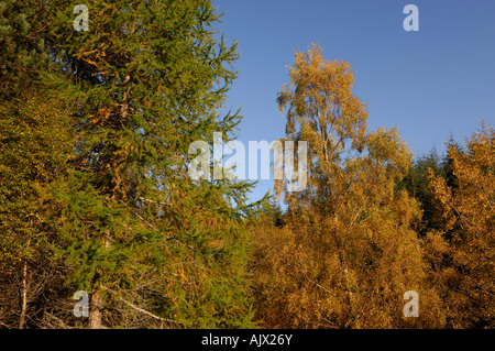 Bosques de pinos con alerce y abedules en colores de otoño Glen Lyon Perthshire Escocia Foto de stock