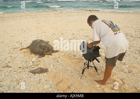 Videógrafo Andre Couture films una tortuga verde Chelonia midas regresar al mar después de la puesta de los huevos Gielop Atolón Ulithi Isla Yap