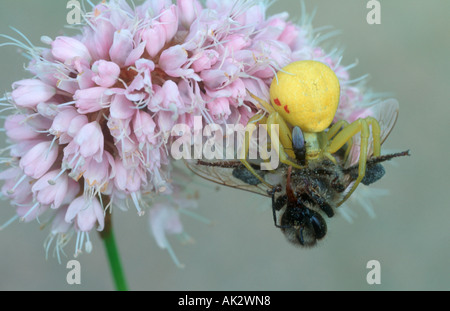 Araña cangrejo hembra (Misumena vatia) y volar alimentándose de una abeja de miel (Apis mellifera). Foto de stock