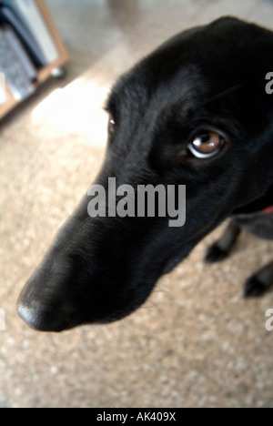 Un perro negro está mirando a la cámara.