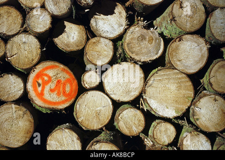 Noruega abeto rojo (Picea abies), cortada por troncos, Alemania Foto de stock