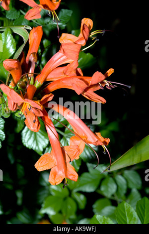Cape Honeysuckle- Tecoma capensis- familia Bignoniaceae Foto de stock