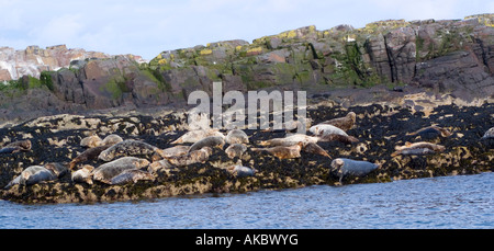Las focas grises en las rocas de una de las Islas Farne en la costa de Northumberland en el norte de Inglaterra Foto de stock