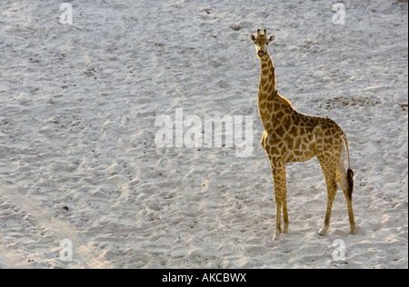 Jirafas, giraffa camelopardalis, paseos por el río Boteti seco en el Makgadikgadi Game Reserve en Botswana
