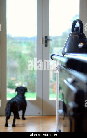 Un pequeño perro terrier negro mira a través de algunas puertas de patio en un entramado de madera casa UK Foto de stock