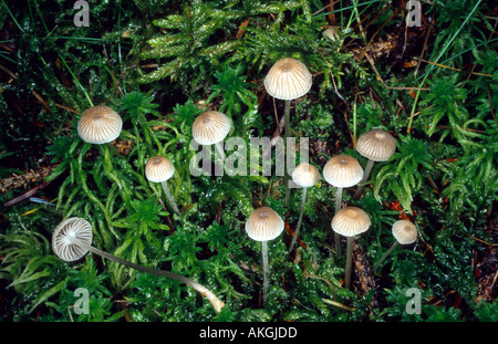 Mealy capot (Mycena cinerella), grupo entre la turba, Alemania