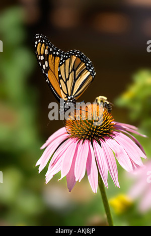 Mariposa Monarca y bumblebee en el trabajo sobre un coneflower Foto de stock