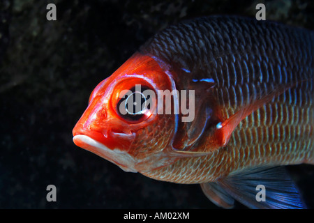 Whitetail squirrelfish, Sargocentron caudimaculatum, Mar Rojo, Egipto