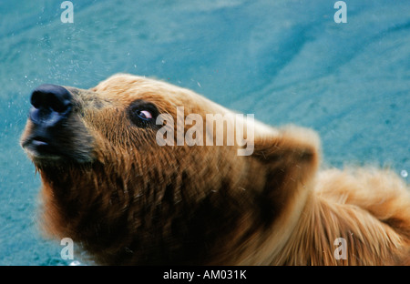Oso pardo (Ursus arctos) agitando el agua de su pelaje, el Parque Nacional de Katmai, Alaska Foto de stock